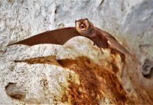 Exposición fotográfica: ¨Murciélagos del Oeste Cubano¨ elementos importantes en los ecosistemas donde habitan