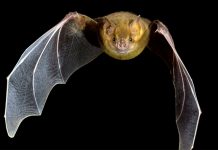 Exposición “Murciélagos del Oeste Cubano” en el museo de Historia Natural de Pinar del Río elementos claves de los ecosistemas donde habitan