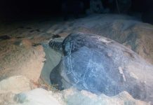 Monitoreo de tortugas marinas en Guanahacabibes