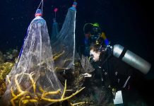 Documentan por primera vez en Cuba desove del coral cuerno de ciervo desove del coral cuerno de ciervo